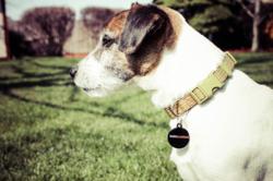 Lost dog, lost pet, lost item, tracker, finder, lost and found, retrieval, gps, qr code, qr