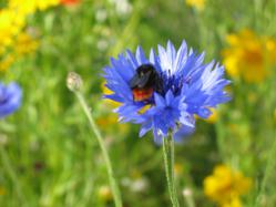 wildflower seeds