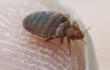 Cases of Bed Bugs in Hospitals Hike, My Cleaning Products Recommends...