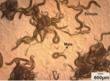 First Edition of a Bookworm’s Genome Sequenced by Researchers at...