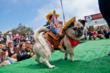 Join the San Francisco SPCA for "The Whole Enchihuahua"
