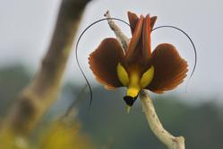 Bird of Paradise
