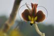 National Geographic “Birds of Paradise” Exhibit To Debut at Traverse...