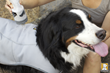 Funny Fur To Host Dog Days of Summer Sale Event