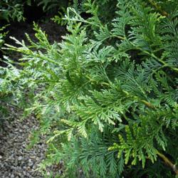 tree supplier