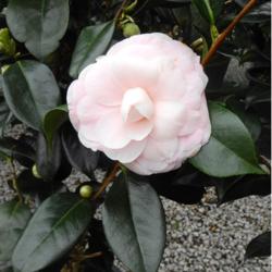 buy shrubs