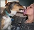 What to Do When a Stray Dog or Cat is Found – MissingCritters.com...