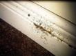Proposed Chicago Bed Bug Ordinance Gets Stuck in City Council While My...