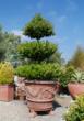 Eye of the Day Teams with Baron Brothers Nursery and Topiary Trees and...