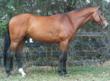 Redfield Farm's Hunter Stallion, Maximus, Qualifies for Devon...