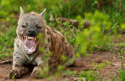 A Guide to Africa, Safaris