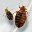 Bed Bugs Reportedly Infested Norfolk School, My Cleaning Products...
