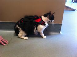 pet, dog, veterinarian, surgery, cat, kitty, therapy, harness, pet product