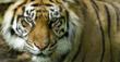 The Sierra College Natural History Museum Presents Life at the Folsom...