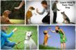 dog agility training review