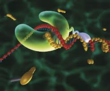 Scien.net Publishes New Polymerase & Reductase Bibliography