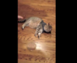 Cool Cat’s “Flop and Freeze” in a ThunderShirt Goes Viral