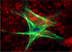 Primary Cells