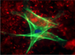 BioInformatics LLC New Market Report – The Market for Primary Cells...