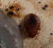 Bed Bugs Cost Alton Housing Authority $35,000; New Help, How to Kill...