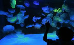 Portland Aquarium - Free Admission for Foster Children