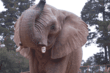 Oakland Zoo Hosts 17th Annual Celebrating Elephants Event