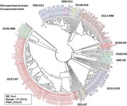 GSS, CDC, pathogenic e coli, bacterial identification