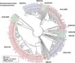 New Genotyping System Identifies Pathogenic E. coli Outbreak Strains