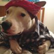 XINSURANCE Launches Dog Bite Education Campaign