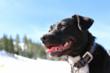 New York on Top 10 List for Dog Bite Claims: Injury Lawyer Kenneth A....