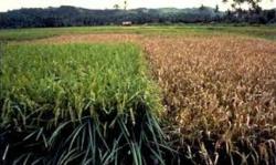 Disease Resistance @ TriScience.com