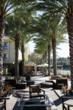 The Good Plant, Inc. to Offer Low Prices on Date Palms Nationwide