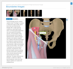 New AnatomyOne Image Gallery