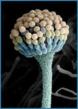 EurekaMag.com Publishes 21 Thousand New References on Aflatoxins