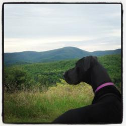 Hiking with a Dog | Go Blue Ridge Travel