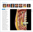 Amirsys Anatomy Reference Center Now Available for Medical Libraries
