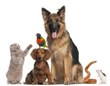 Keeping Pets Safe and Secure - Tip Sheet by SecuritySystemReviews.com