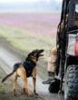 Combat Canines: ESA Gives Back to a Soldier’s Best Friend