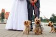 Pet Sitters International Offers Tips for Couples Planning to Include...