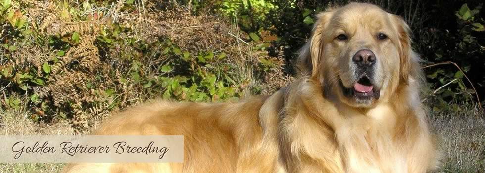 green meadow farm golden retrievers