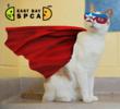East Bay SPCA Celebrates Adopt-a-Cat Month in June by Elevating Cats...