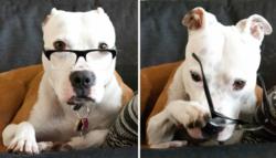 Mekko in Baxter Frames | Fetch Eyewear