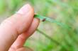 Tick Season Has Begun: Are You Prepared?