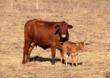 Bacterial Identification System Differentiates Virulent “Big 6” E....