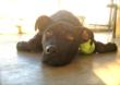 Fence Factory to Host Summer Pet Adoption Events to Find “Fur-ever”...
