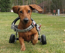 Dachshund Cart
