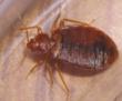 Residents of Housing Complex in Stockton Complain of Bed Bugs, My...