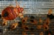 Man Tries to Kill Bed Bugs, Sets His House on Flame; My Cleaning...