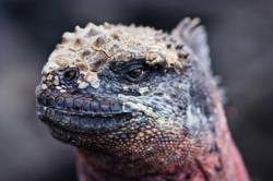 Galapagos wildlife image