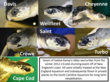 A Big Send-off for Seven of the Most Endangered Sea Turtle Species...